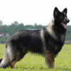 Shiloh Shepherd Dog, ISSDC Grand Victor