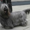 Skye Terrier during a dog show