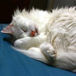 Long-haired Turkish Angora cat sleeping
