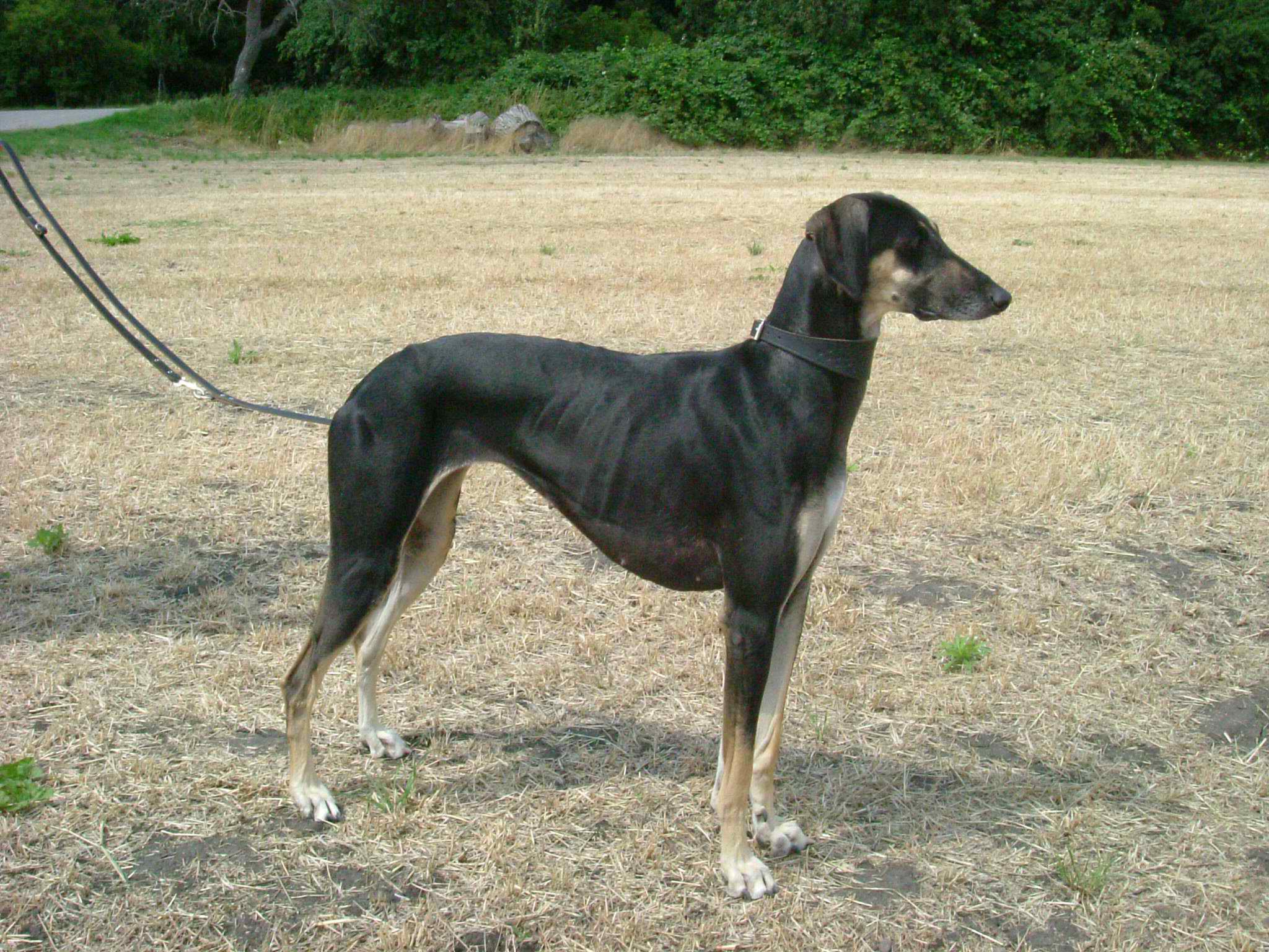 Sloughi – Dog Breed Guide