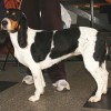Hound dog breeds from Europe Small Bernese Hound at a dog show