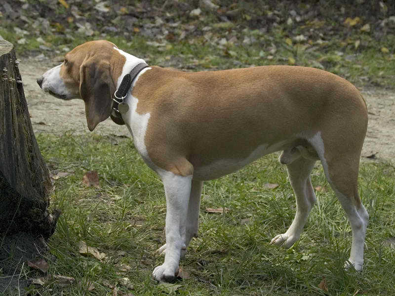 Small Swiss Hound – Dog Breed Guide