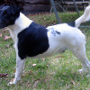 Smooth Fox Terrier White with black Markins