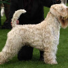 correct dog posture during a dog show displayed by a soft coated wheaten terrier