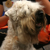 close-up photo head soft coated wheaten terrier