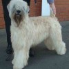 Soft Coated Wheaten Terrier photo at UK dog event