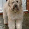 Photo of Soft coated wheaten terrier at 3 and a half years old