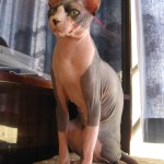 Sphinx Cat side profile photo