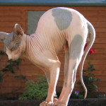 Sphynx Cat showing off its skin wrinkles