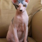 Sphynx cat sitting on the couch