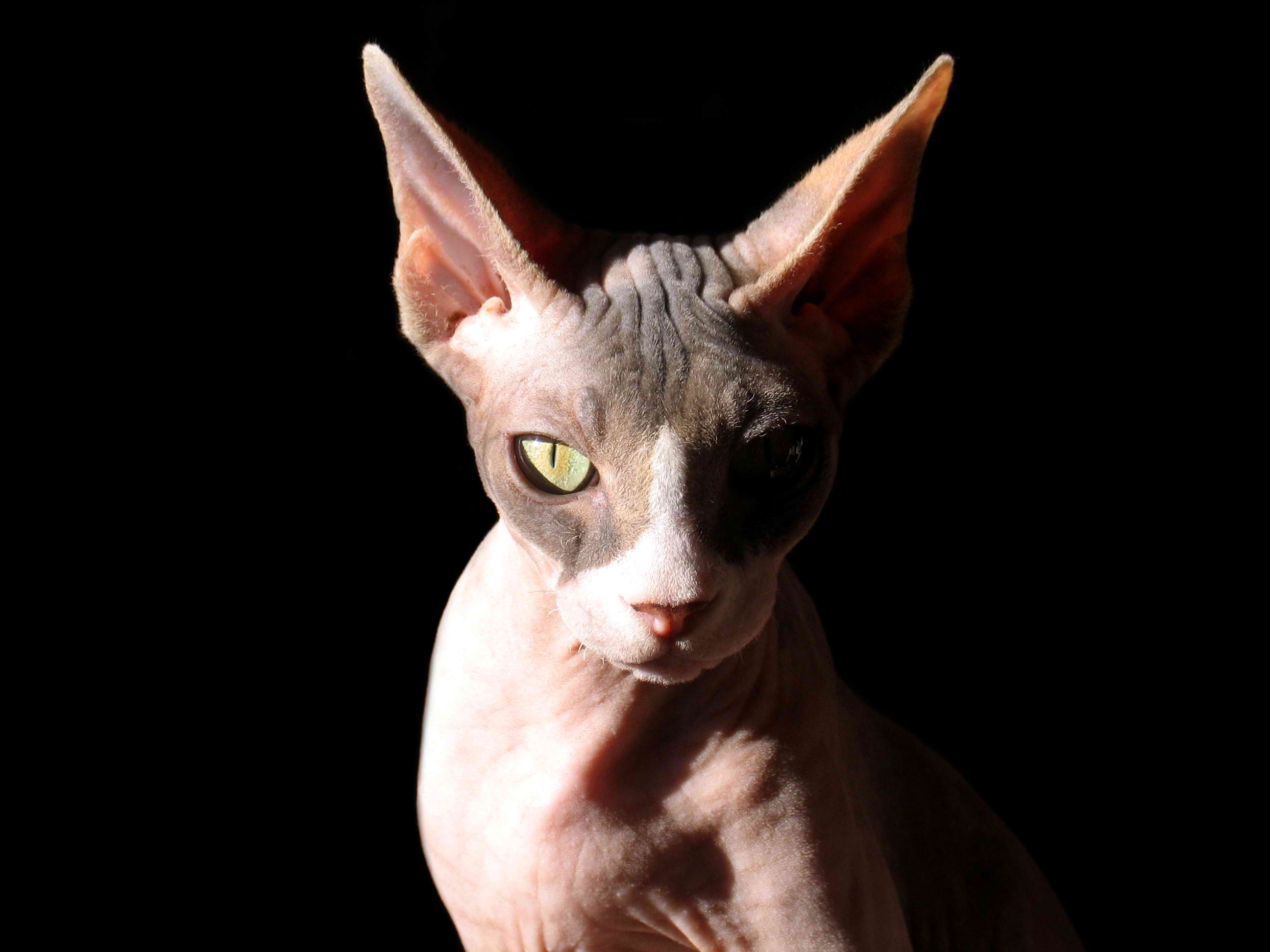 Sphynx Cat – Cat Breed Guide