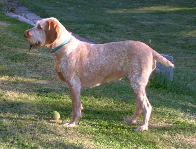Spinone Italiano – Dog Breed Guide