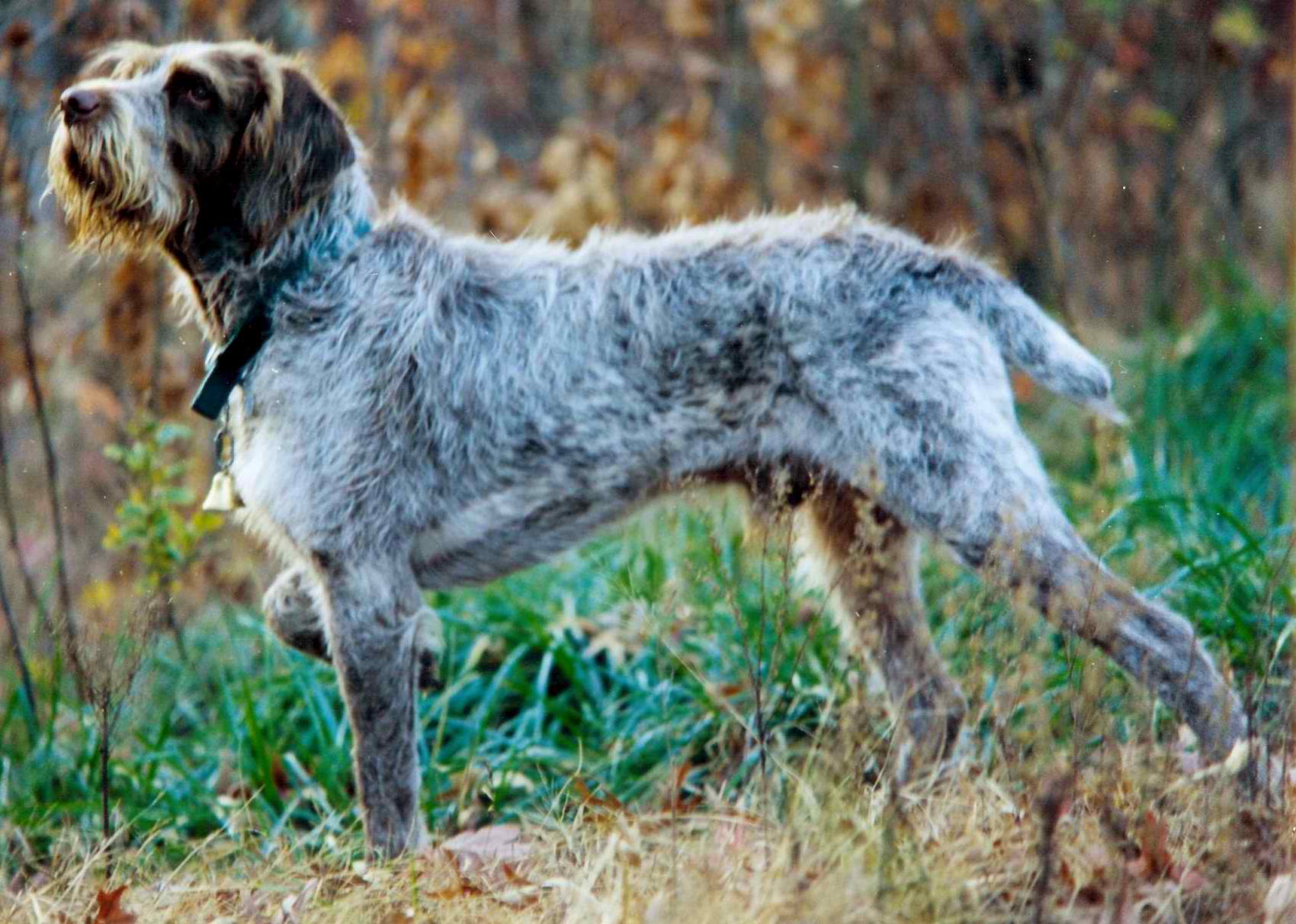 Italian Wire-haired Pointing Dog, Dog Breed Guide