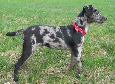 Atlas Terrier – Dog Breed Guide
