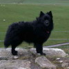 black coated standard german spitz dog