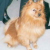 red or copper cooated standard german spitz dog