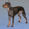 black and tan manchester terrier with dropped ears