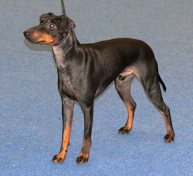 Standard Manchester Terrier – Dog Breed Guide