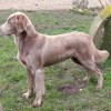 Natural standing posture of a longhaired Weimaraner dog