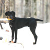 side view full body profile black Stephens Stock Mountain cur