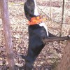 Black Stephens Stock Mountain Cur in the act of treeing a raccoon