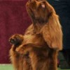Best in Show at Westminster last 2009 Sussex Spaniel dog breed