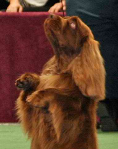 Sussex Spaniel – Dog Breed Guide