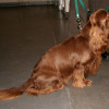 Spaniel type dogs Sussex Spaniel sitting on this photo