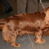 Westminster champion dog breeds Sussex Spaniel standing