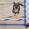 Agility Trial dog breeds Swedish Vallhund jumps over an obstacle