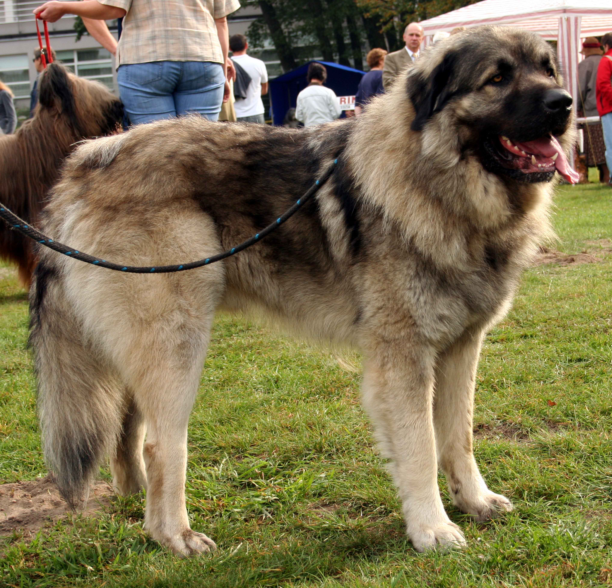 Yugoslavian Shepherd Dog – Dog Breed Guide