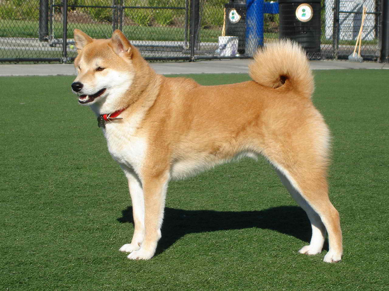 Shiba Inu – Dog Breed Guide