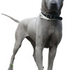 Photo of a male Thai Ridgeback with blue coat