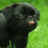 Close up shot of cute black pug