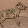Brown Merle Toy Atlas Terrier Puppy
