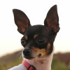 protrait of Toy Rat Terrier with ears up