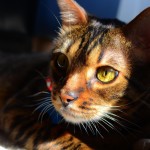 Toyger cat profile image