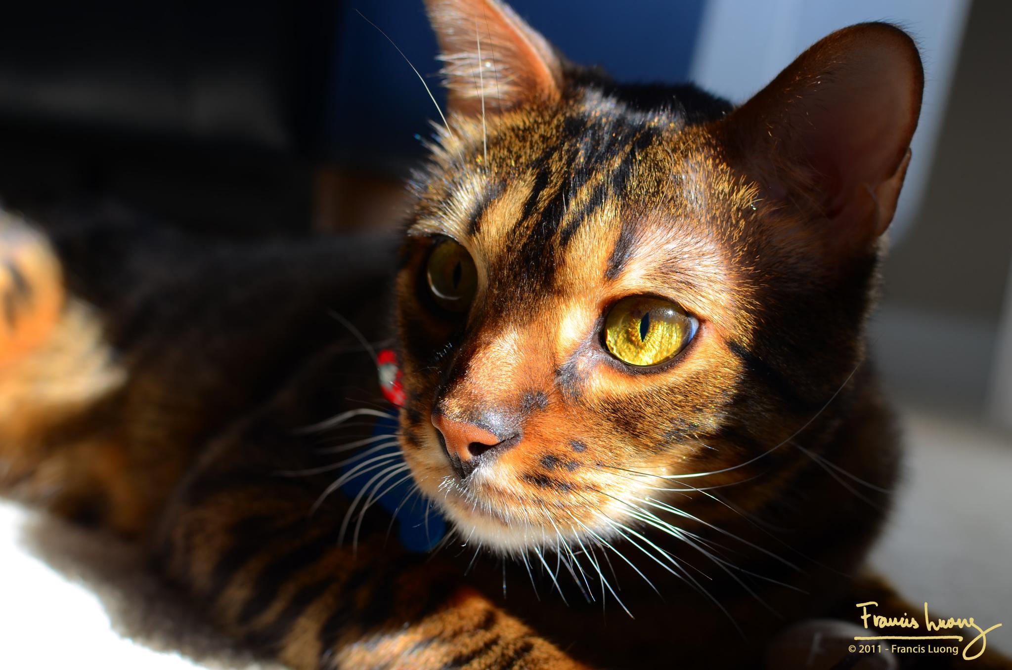 Toyger Cat – Cat Breed Guide