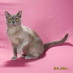 Traditional Burmese Cat image from TraditionalBurmeseCattery.com