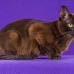 Traditional Burmese Cat photo from TraditionalBurmeseCattery.com
