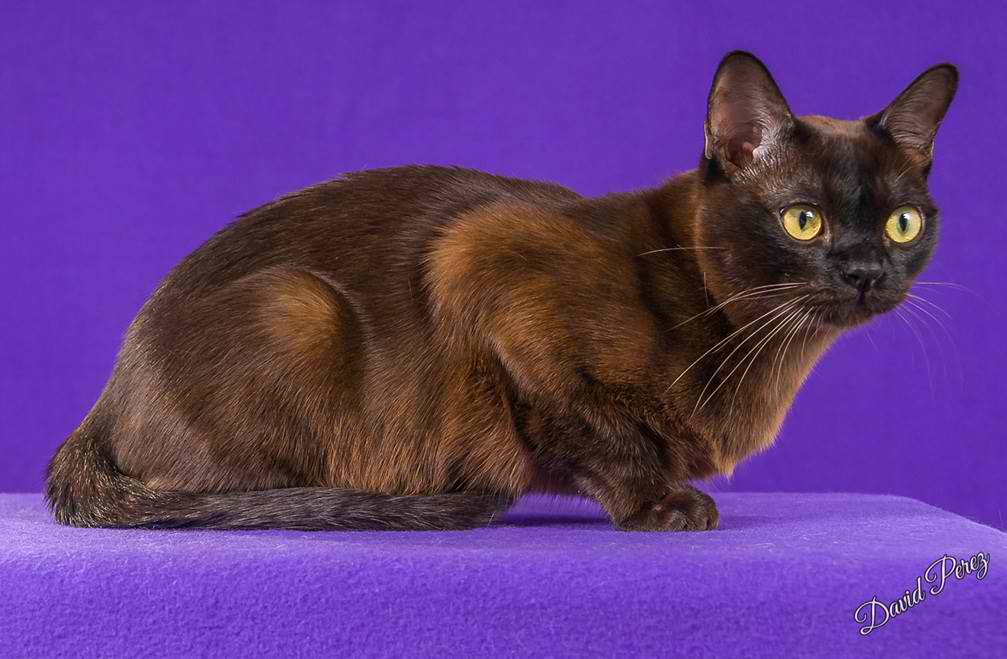 Burmese Cat – Cat Breed Guide