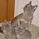 A Traditional Burmese Cat and her kittens