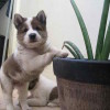 Thai Bangkaew puppy curious over a plant in a pot