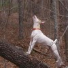 American Treeing Feist dog hunting a raccoon