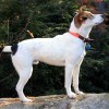 American Treeing Feist side view profile of the breed