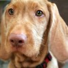 photo of a wire-haired Vizsla puppy