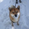 Shiba Inu Walking on snow