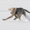 high quality photo of a weimaraner dog running in snow