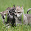 playing on the grass Tamaskan puppies