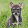 young but serious tamaskan puppy portrait